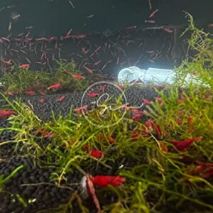 Swimming Creatures 10 Fire Red(GradeA+) Cherry Neocaridina Freshwater Aquarium Shrimp. Live Arrival Guarantee