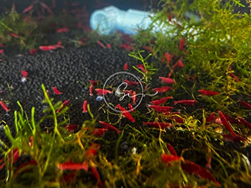 Swimming Creatures 10 Fire Red(GradeA+) Cherry Neocaridina Freshwater Aquarium Shrimp. Live Arrival Guarantee