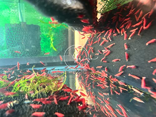 Swimming Creatures 10 Fire Red(GradeA+) Cherry Neocaridina Freshwater Aquarium Shrimp. Live Arrival Guarantee