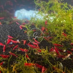 Swimming Creatures 10 Fire Red(GradeA+) Cherry Neocaridina Freshwater Aquarium Shrimp. Live Arrival Guarantee