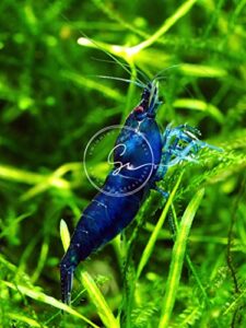 swimming creatures 10 blue dream(grade a+) neocaridina freshwater aquarium shrimp. live arrival guarantee.