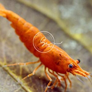 Swimming Creatures 10 Orange Sunkist Neocaridina Freshwater Aquarium Shrimp. Live Arrival Guarantee.