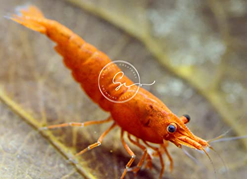 Swimming Creatures 10 Orange Sunkist Neocaridina Freshwater Aquarium Shrimp. Live Arrival Guarantee.