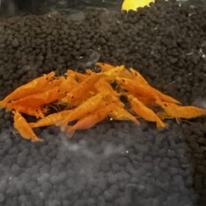 Swimming Creatures 10 Orange Sunkist Neocaridina Freshwater Aquarium Shrimp. Live Arrival Guarantee.