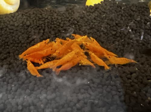 Swimming Creatures 10 Orange Sunkist Neocaridina Freshwater Aquarium Shrimp. Live Arrival Guarantee.