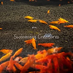 Swimming Creatures 10 Orange Sunkist Neocaridina Freshwater Aquarium Shrimp. Live Arrival Guarantee.