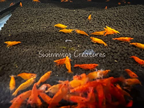 Swimming Creatures 10 Orange Sunkist Neocaridina Freshwater Aquarium Shrimp. Live Arrival Guarantee.