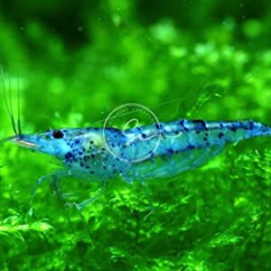 Swimming Creatures 10 Blue Velvet Neocaridina Freshwater Aquarium Shrimp. Live Arrival Guarantee.