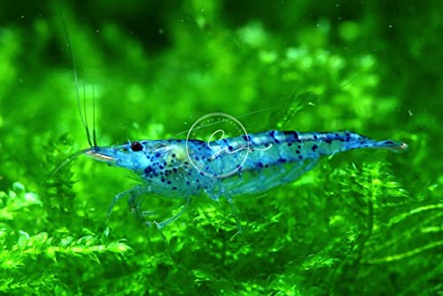 Swimming Creatures 10 Blue Velvet Neocaridina Freshwater Aquarium Shrimp. Live Arrival Guarantee.