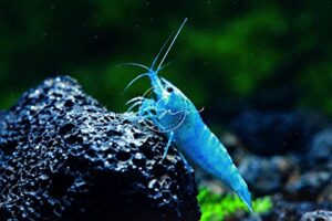 swimming creatures 10 blue velvet neocaridina freshwater aquarium shrimp. live arrival guarantee.