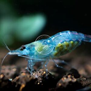 Swimming Creatures 10 Blue Velvet Neocaridina Freshwater Aquarium Shrimp. Live Arrival Guarantee.