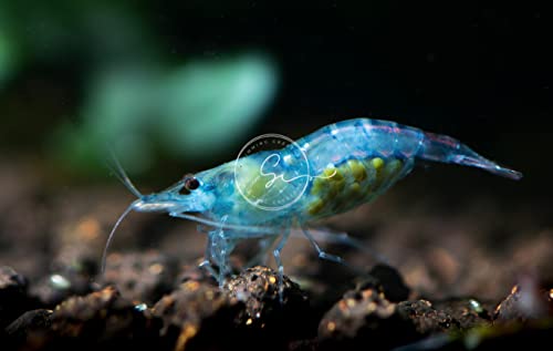 Swimming Creatures 10 Blue Velvet Neocaridina Freshwater Aquarium Shrimp. Live Arrival Guarantee.