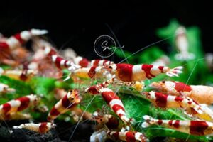 swimming creatures 10 crystal red crs grade s-sss freshwater aquarium shrimp. live arrival guarantee. choose your colors - green