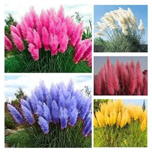 1000+ mix pampas grass seeds for planting heirloom ornamental plants decor garden tall feathery blooms blue white pink red yellow