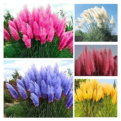 1000+ Mix Pampas Grass Seeds for Planting Heirloom Ornamental Plants Decor Garden Tall Feathery Blooms Blue White Pink Red Yellow