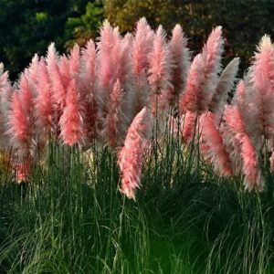 1000+ Mix Pampas Grass Seeds for Planting Heirloom Ornamental Plants Decor Garden Tall Feathery Blooms Blue White Pink Red Yellow