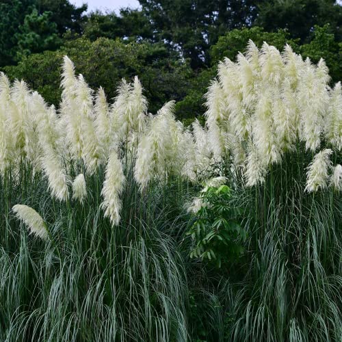 1000+ Mix Pampas Grass Seeds for Planting Heirloom Ornamental Plants Decor Garden Tall Feathery Blooms Blue White Pink Red Yellow