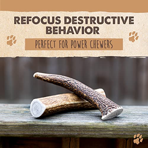 Mighty Paw Elk Antlers for Dogs | Medium Size 6" Premium Deer Antlers for Dogs, Pets and Puppies. Long Lasting Deer Antler Dog Chew for Aggressive Chewers. Dog Antler Chews for Large and XL Dog