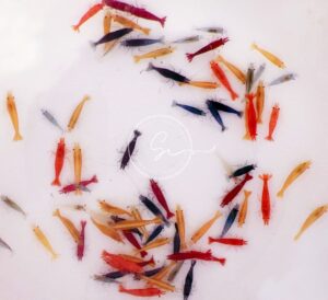 swimming creatures 20 mixed color neocaridina shrimp skittles live freshwater aquarium shrimp. live arrival guarantee.