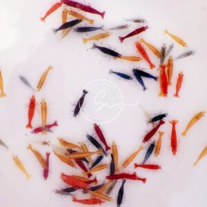 Swimming Creatures 20 Mixed Color Neocaridina Shrimp Skittles Live Freshwater Aquarium Shrimp. Live Arrival Guarantee.