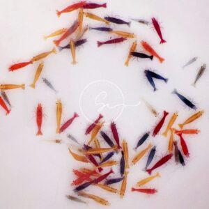 Swimming Creatures 20 Mixed Color Neocaridina Shrimp Skittles Live Freshwater Aquarium Shrimp. Live Arrival Guarantee.