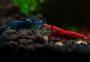 swimming creatures 5(fire red) + 5(blue dream) neocaridina shrimps. live arrival guarantee