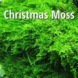 christmas moss vesicularia montagnei live freshwater aquarium plants buy 2 get 1