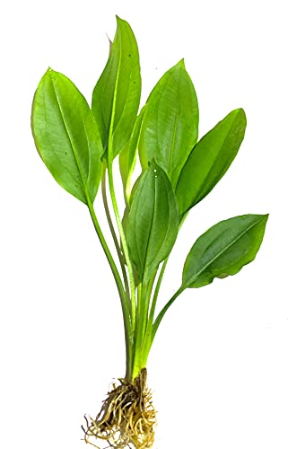 Marcus Fish Tanks - 3X Amazon Sword Echinodorus Bleheri Easy Live Aquarium Plants for Aquatic Freshwater Fish Tank