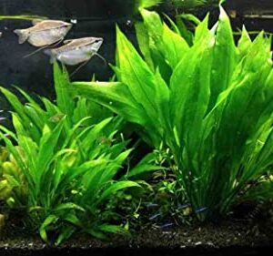 Marcus Fish Tanks - 3X Amazon Sword Echinodorus Bleheri Easy Live Aquarium Plants for Aquatic Freshwater Fish Tank