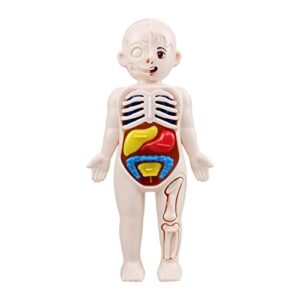cdar human body model for kids,human torso anatomy model with heart brain skeleton head model,education display 1 set