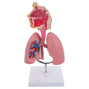 VILLCASE Human Nasal Cavity Throat Anatomy Model, Human Lung Model, Respiratory System Lung Model Teaching Tool, for Students Study Display Teaching Model