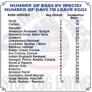 7 Dummy Eggs to Stop Egg Laying for Budgerigar Parakeet, Parrotlet, Diamond Dove. Non-Toxic Premium Realistic Plastic Solid Fake Bird Eggs 3/4 x 5/8 USA