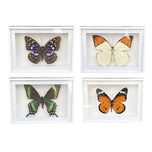 CXUEMH 4 Pcs Butterfly Specimen Display Real Framed Butterfly Insect Specimens Taxidermy Supplies Butterfly Box Craft Gift for Men Women Home & Office Desktop Decor (Color A)