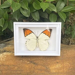 CXUEMH 4 Pcs Butterfly Specimen Display Real Framed Butterfly Insect Specimens Taxidermy Supplies Butterfly Box Craft Gift for Men Women Home & Office Desktop Decor (Color A)