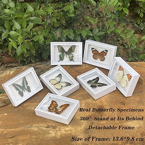 CXUEMH 4 Pcs Butterfly Specimen Display Real Framed Butterfly Insect Specimens Taxidermy Supplies Butterfly Box Craft Gift for Men Women Home & Office Desktop Decor (Color A)