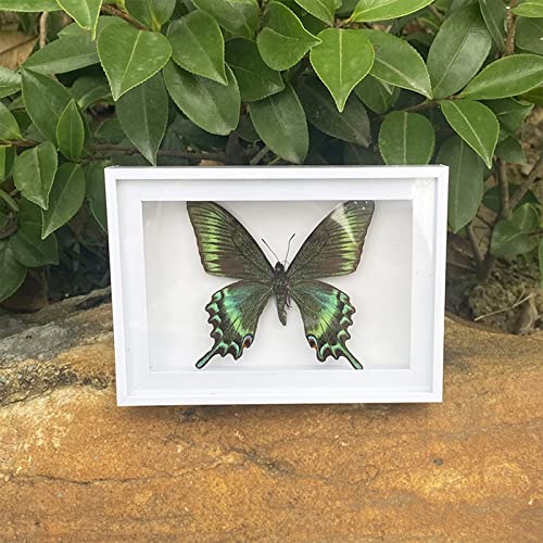 CXUEMH 4 Pcs Butterfly Specimen Display Real Framed Butterfly Insect Specimens Taxidermy Supplies Butterfly Box Craft Gift for Men Women Home & Office Desktop Decor (Color A)