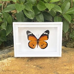 CXUEMH 4 Pcs Butterfly Specimen Display Real Framed Butterfly Insect Specimens Taxidermy Supplies Butterfly Box Craft Gift for Men Women Home & Office Desktop Decor (Color A)