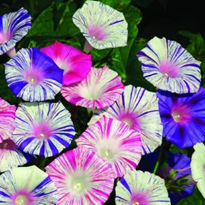 raise me up: seeds morning glory harlequin mix annual flowers