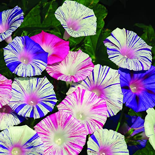 RAISE ME UP: Seeds Morning Glory Harlequin Mix Annual Flowers