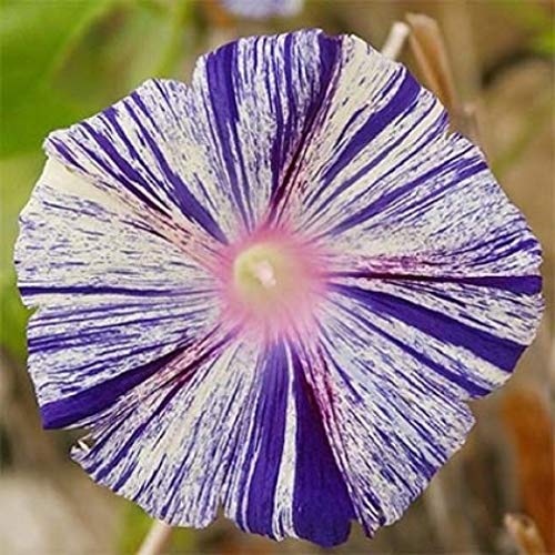 RAISE ME UP: Seeds Morning Glory Harlequin Mix Annual Flowers