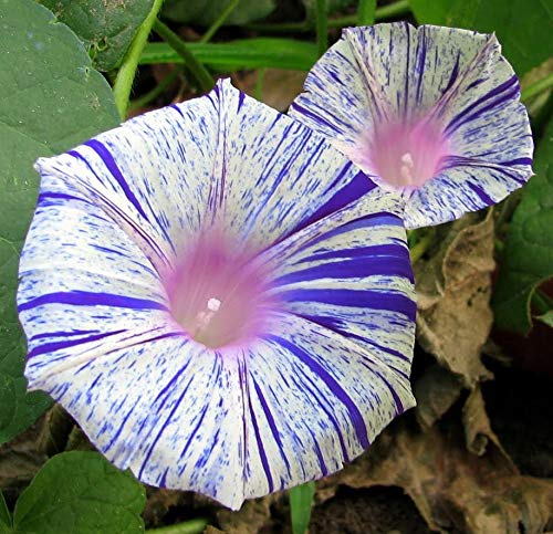 RAISE ME UP: Seeds Morning Glory Harlequin Mix Annual Flowers