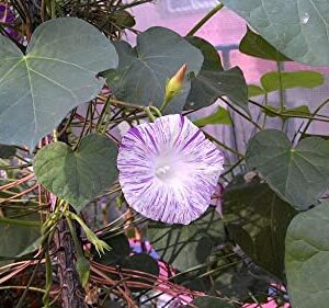 RAISE ME UP: Seeds Morning Glory Harlequin Mix Annual Flowers