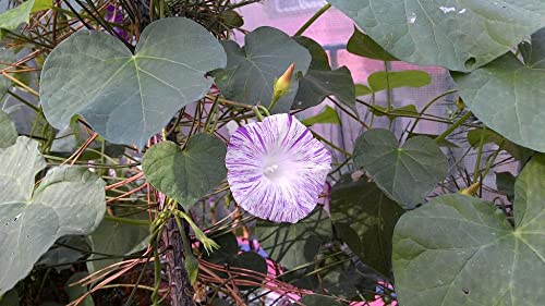 RAISE ME UP: Seeds Morning Glory Harlequin Mix Annual Flowers