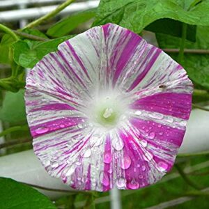 RAISE ME UP: Seeds Morning Glory Harlequin Mix Annual Flowers