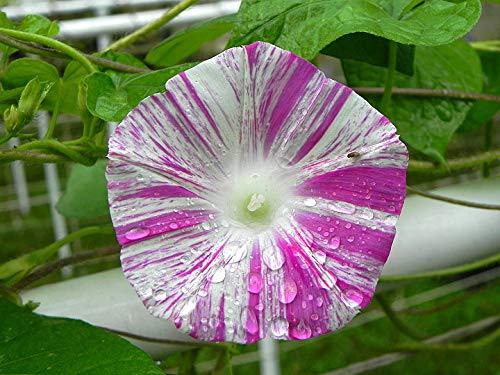 RAISE ME UP: Seeds Morning Glory Harlequin Mix Annual Flowers