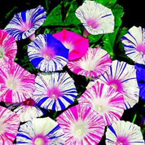 RAISE ME UP: Seeds Morning Glory Harlequin Mix Annual Flowers