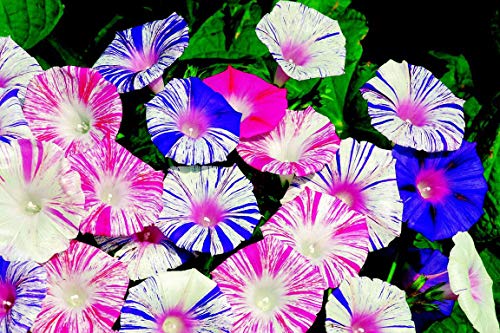 RAISE ME UP: Seeds Morning Glory Harlequin Mix Annual Flowers