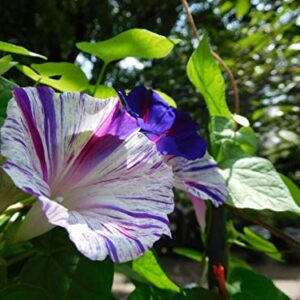 RAISE ME UP: Seeds Morning Glory Harlequin Mix Annual Flowers