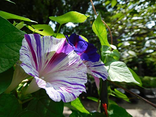 RAISE ME UP: Seeds Morning Glory Harlequin Mix Annual Flowers