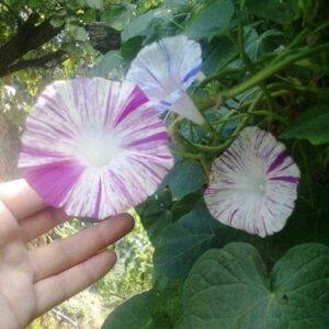 RAISE ME UP: Seeds Morning Glory Harlequin Mix Annual Flowers